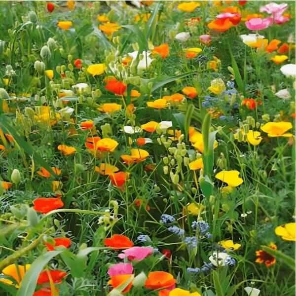 japanese wildflowers Japanese Flower Garden japanese flower seeds