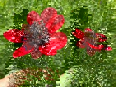 Pheasants Eye Pheasant's Eye Seeds - Pheasant's Eye Flower Seeds - Pheasant's Eye