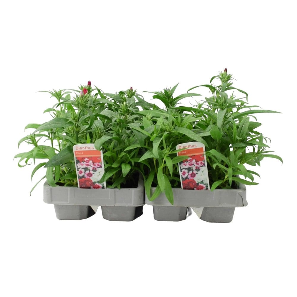 Dianthus Hardy Mixed 6 pack x 2 (12 Plants) Plants By Post