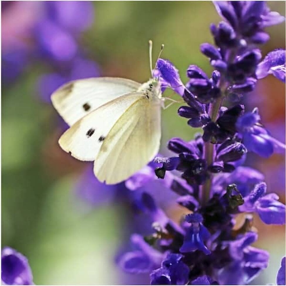 Blue Monday Salvia  200 Seeds: Ornamental Sage, Salvia Horminum
