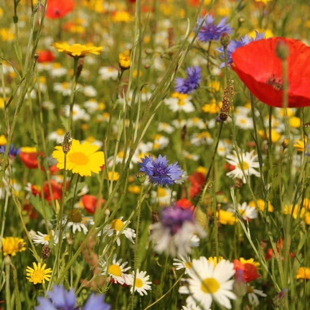 wild flower mix seeds