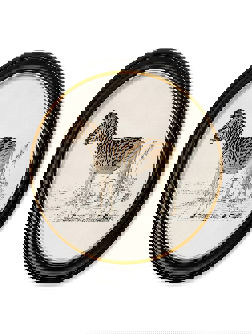 Exceptional Art c.1774 Zebra - Round Frame
