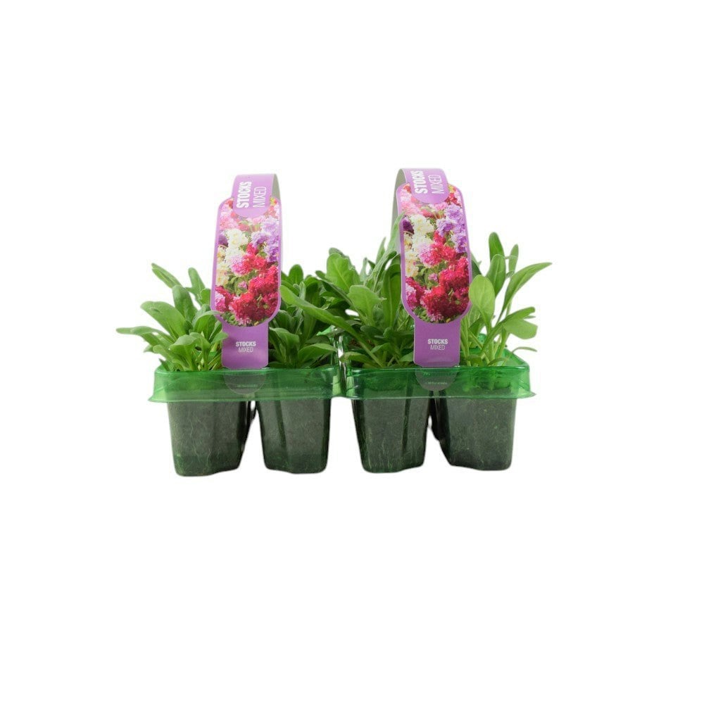 Stocks Mixed 6 Pack x 2 - 12 Plants Colourful Summer Blooms plants by post