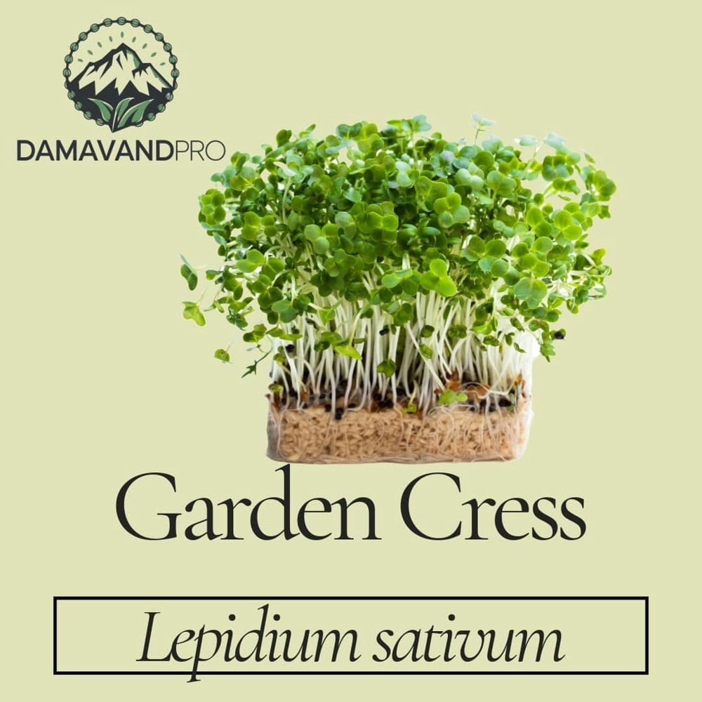 Garden Cress Seeds (Lepidium sativum) Broad leaved