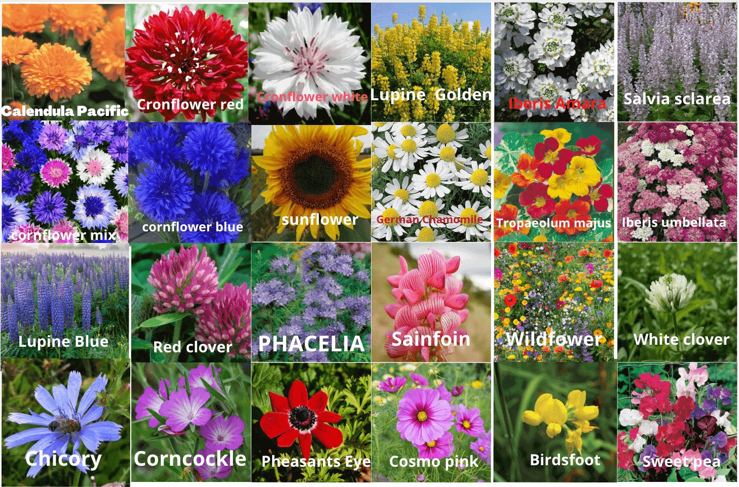 Flower seed packets - 24 pack of flower seeds