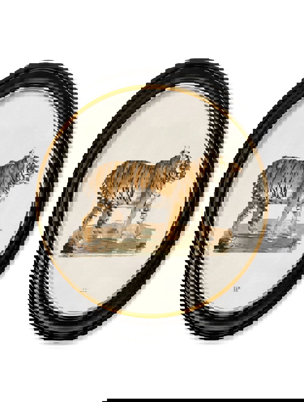 Exceptional Art c.1824 Tiger - Round Frame