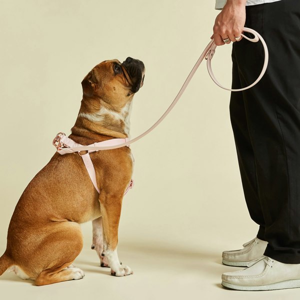 Light Pink Dog Harness with Rose Gold Hardware 