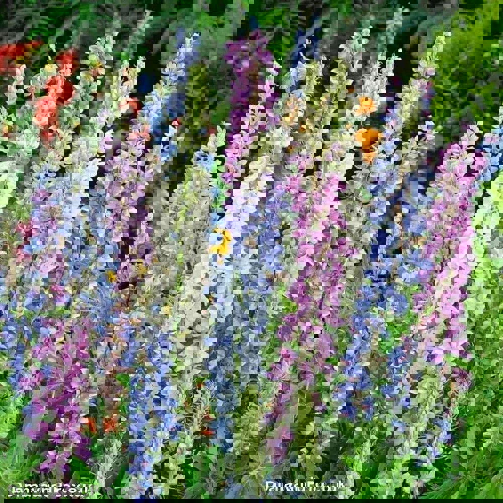 lupinus Diffusus Seeds Mix