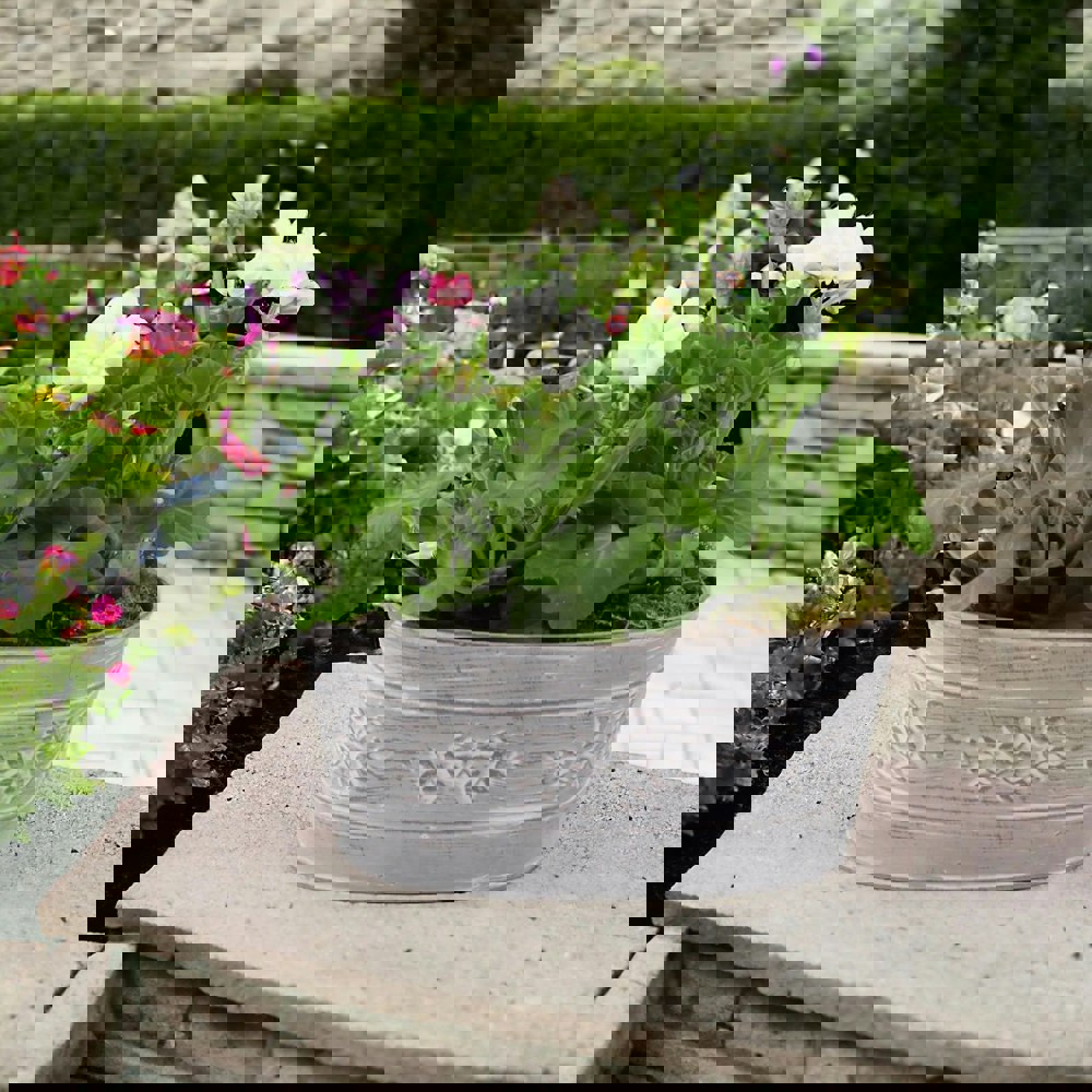 Geranium White in Leafy Vine Metal Trough Plants By Post