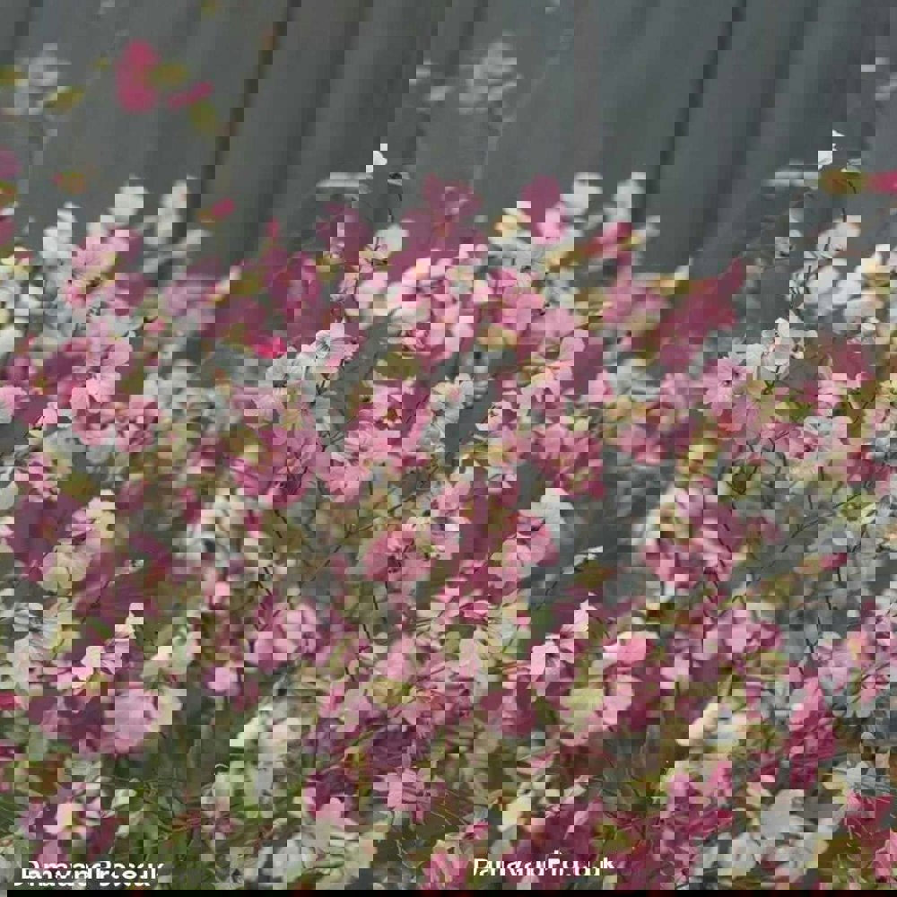 saponaria vaccaria pink beauty