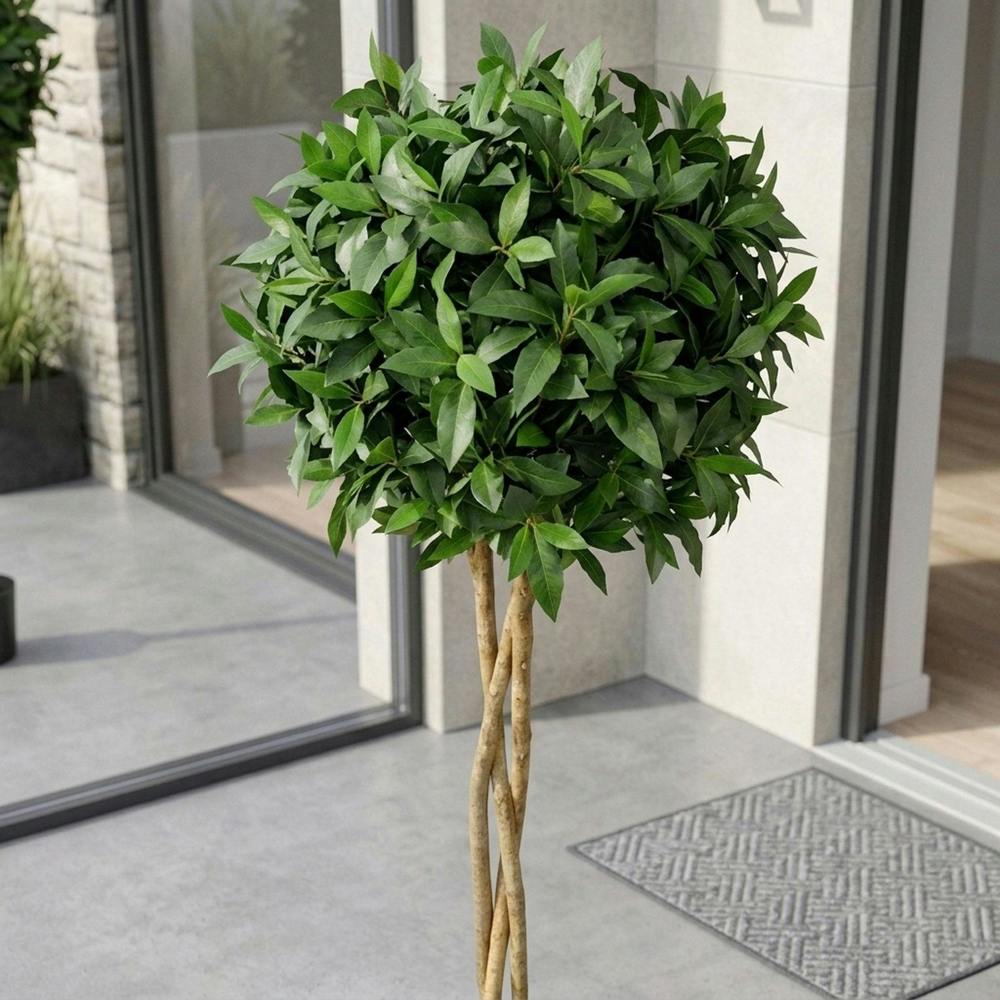 Garden Greatness Evergreen Laurel Ball Potted Tree