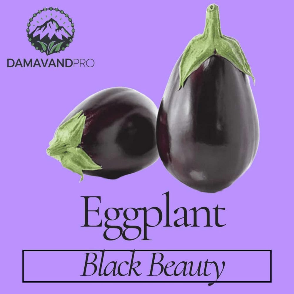 Black Beauty Eggplant Seeds