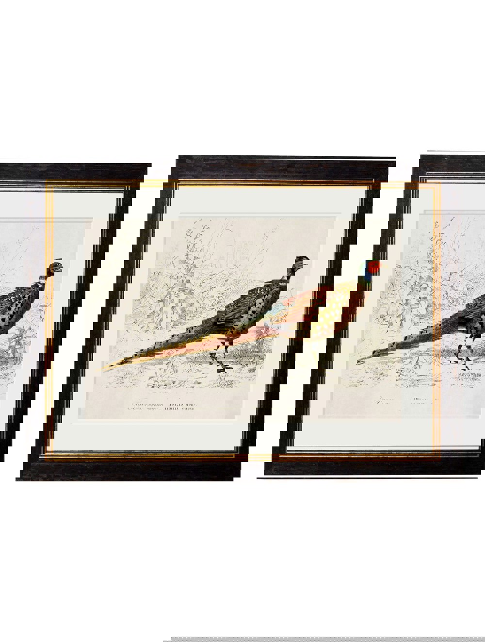 Exceptional Art c.1850's Pheasant