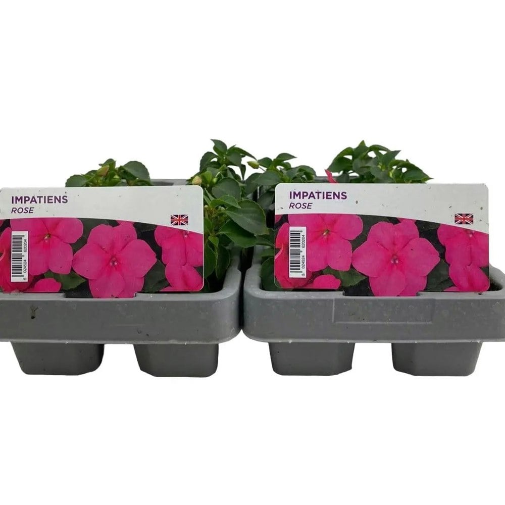 Impatiens Rose 6 Pack x 2 (12 Plants) plants by post