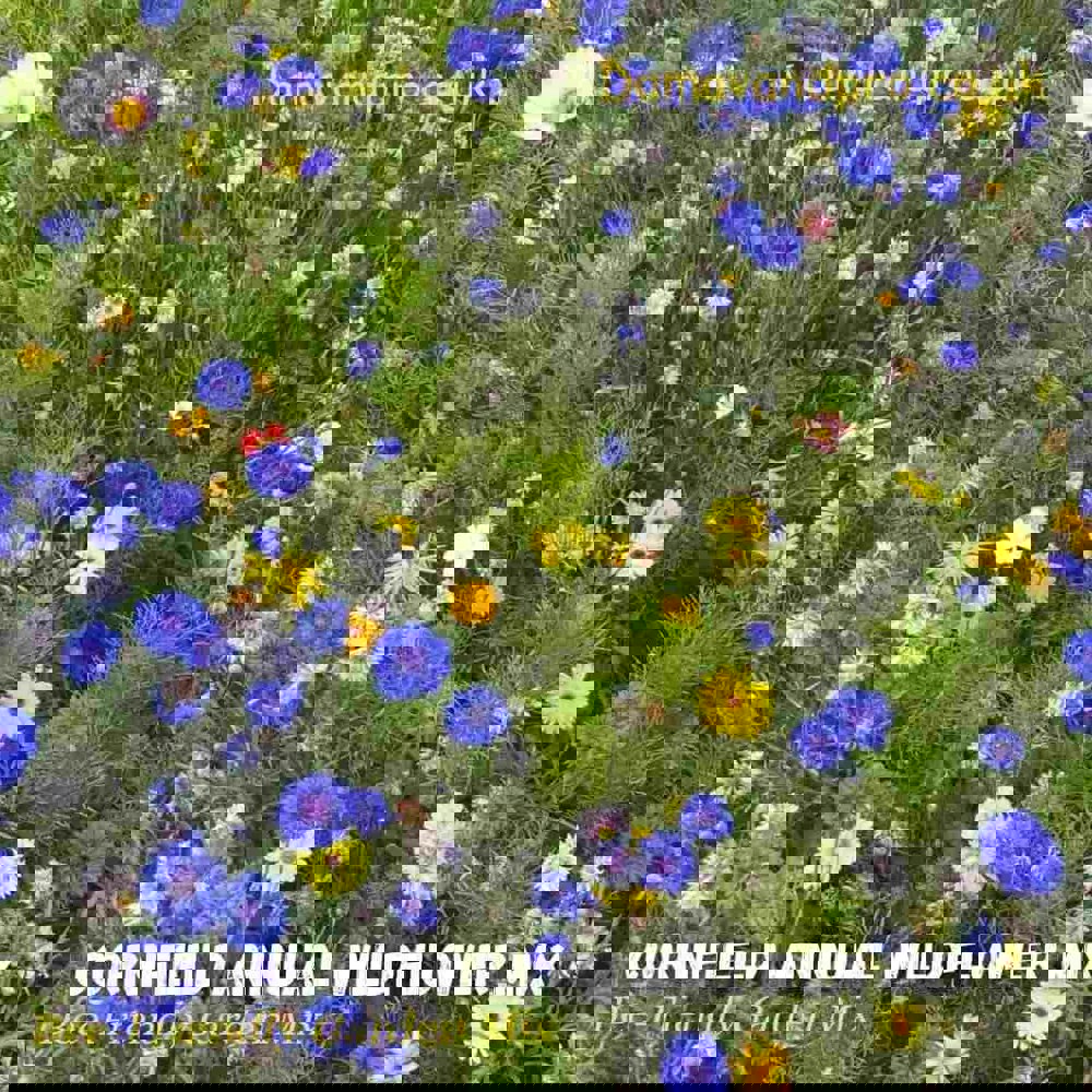 Cornfield annual wildflower seeds mix blooming in a rural field