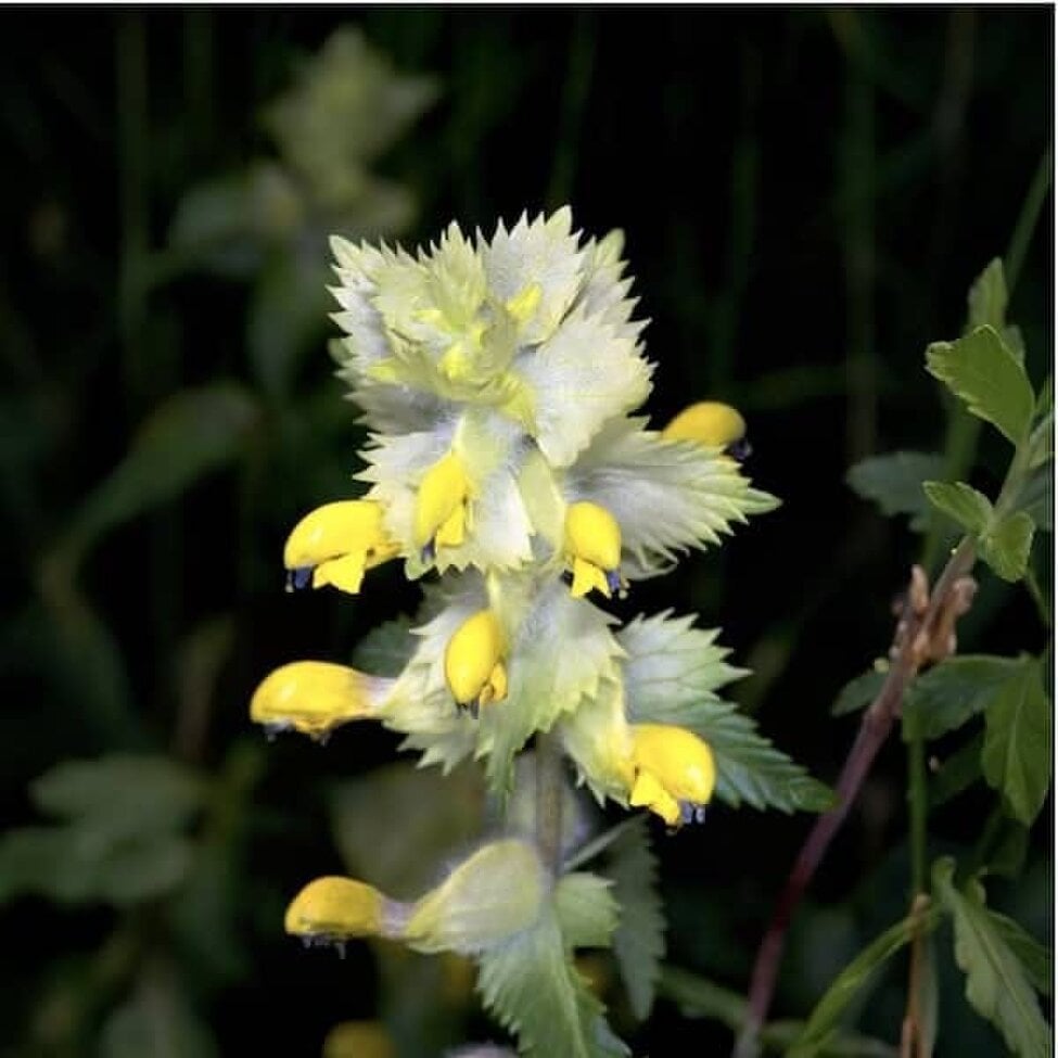 DamavandPro Yellow Rattle Seeds (Rhinanthus minor): Grass-Suppressing Wildflower for Rich Meadows
