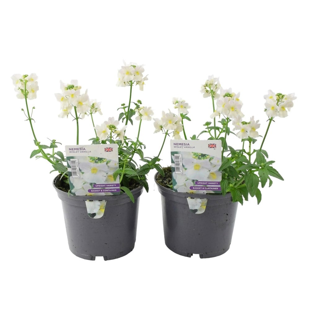 Nemesia Wisley Vanilla 1L Pot x 2
