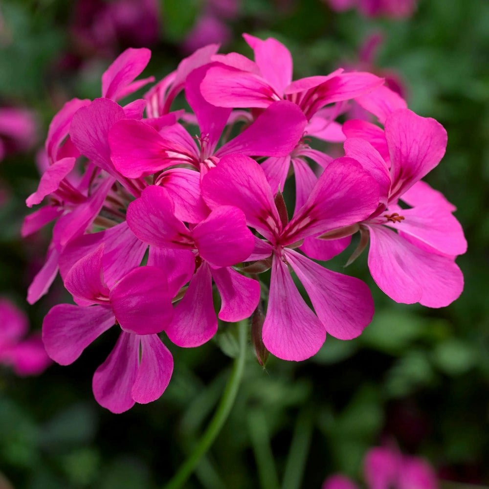 Geranium Super Cascade Rose 9cm In Recyclable Pots x 3 Plants