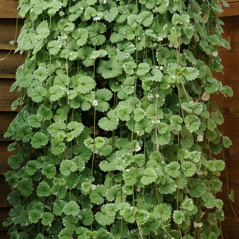 Nepeta Variegated 9cm In Recyclable Pots x 3 Plants