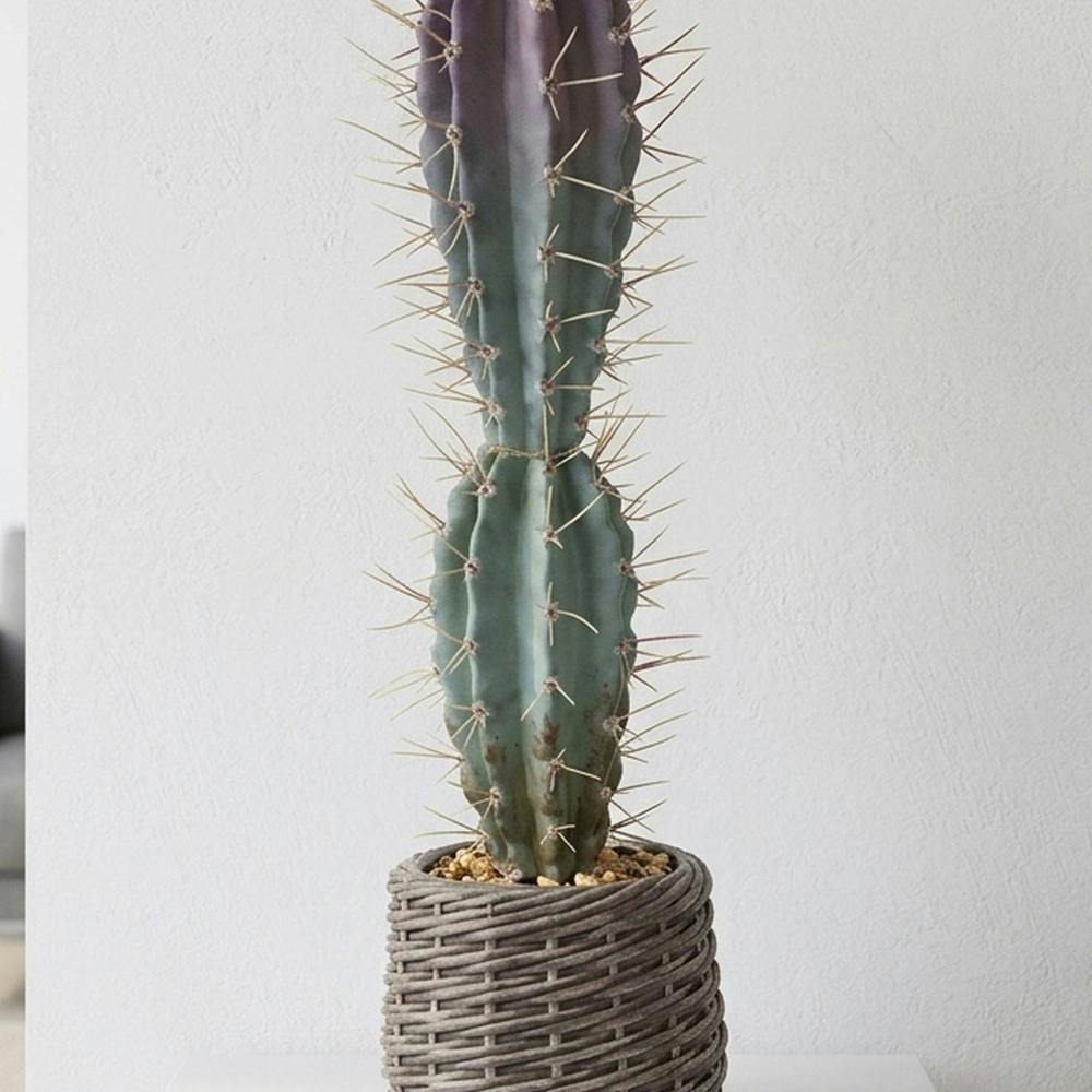Garden Greatness Artificial cactus in EVA Basket