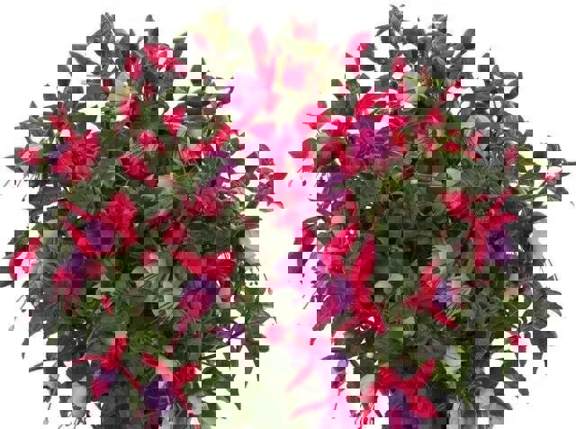 Fuchsia Bella Nikita 9cm In Recyclable Pots x 3 Plants