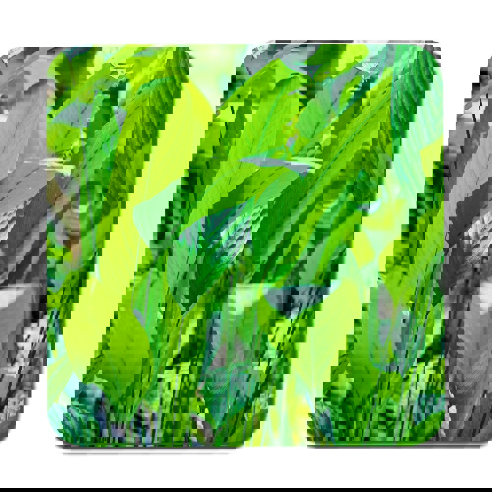Benjamin Tate Design Green leaf background abstract of nature (Coaster)