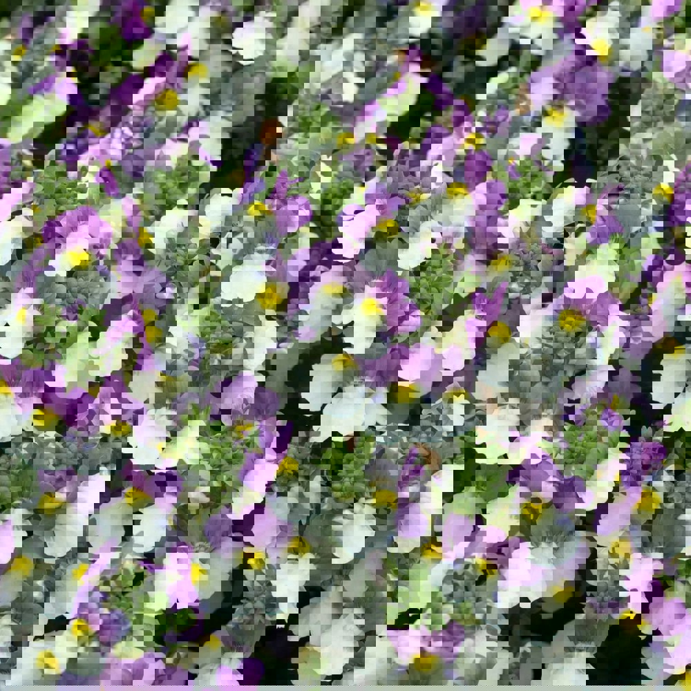 Nemesia Lady Kate 9cm In Recyclable Pots x 3 Plants