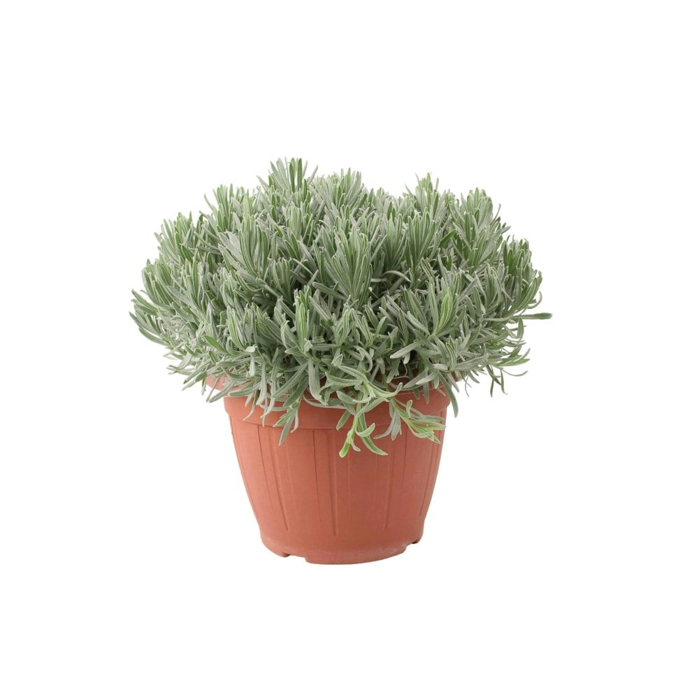 Lavender 5L in Patio Ready Pot