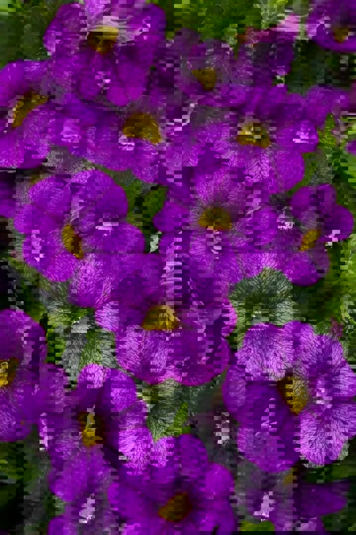 Calibrachoa Blue 9cm In Recyclable Pots x 3 Plants