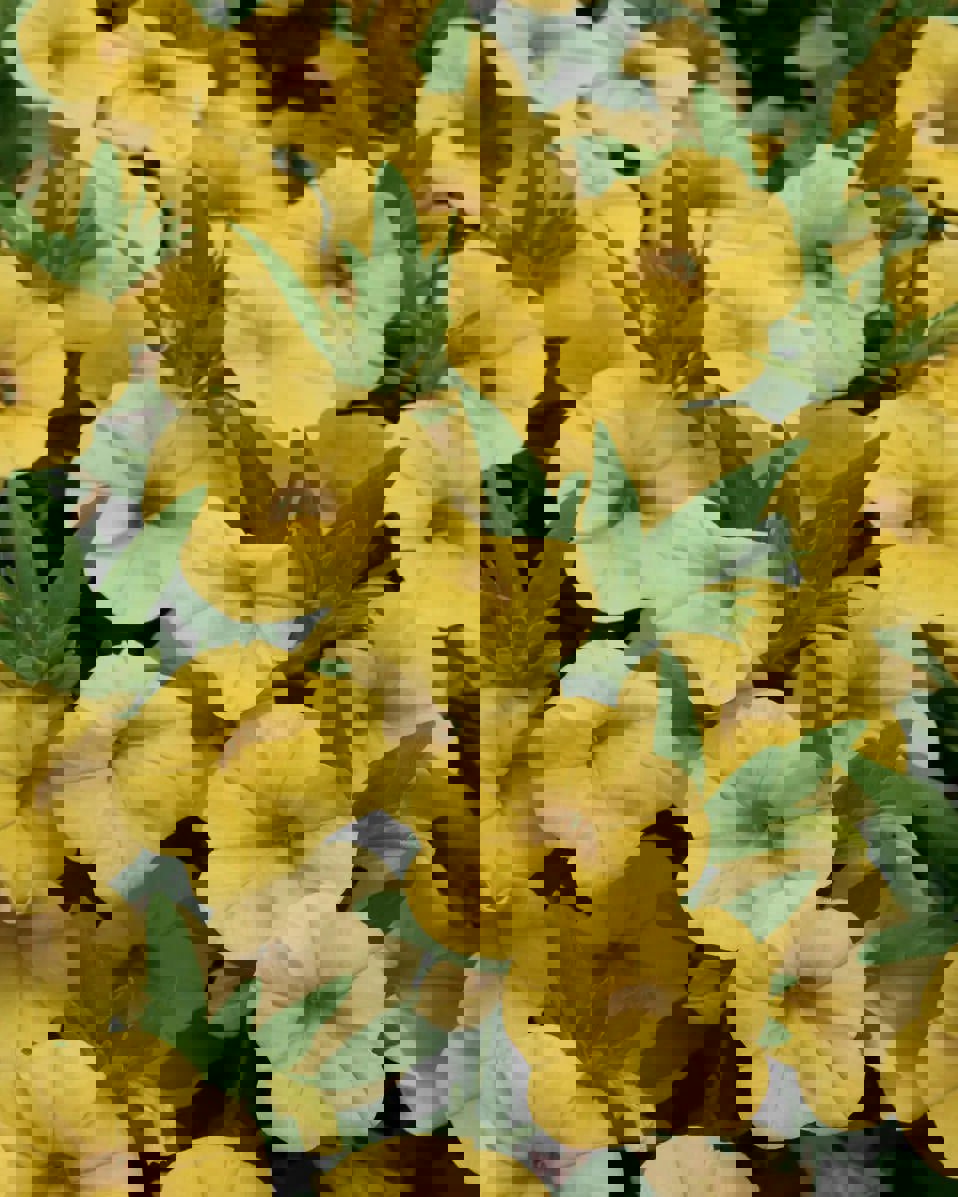 Calibrachoa Yellow 9cm In Recyclable Pots x 3 Plants