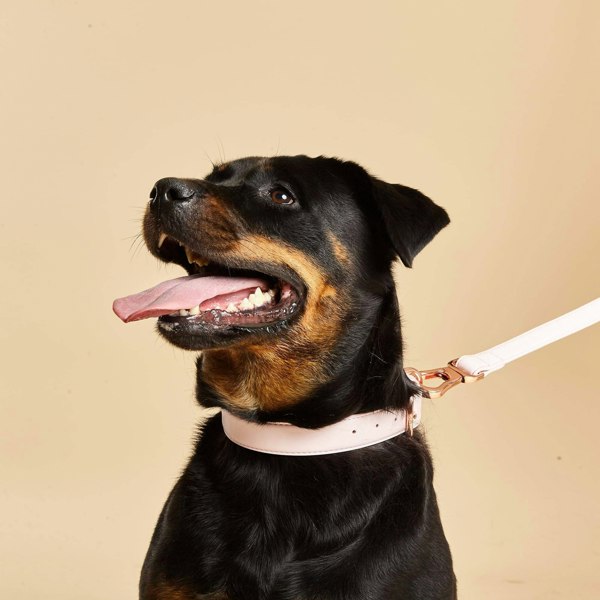 Rottweiler Wearing Barc