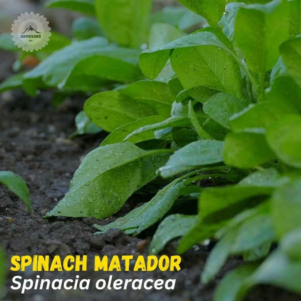 Spinach Matador Seeds Spinacia oleracea