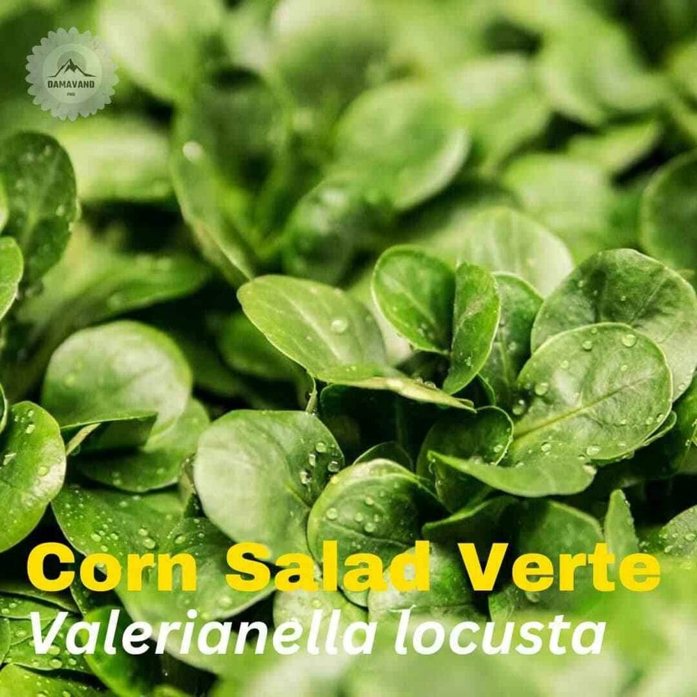 Corn Salad Verte de Cambrai Seeds