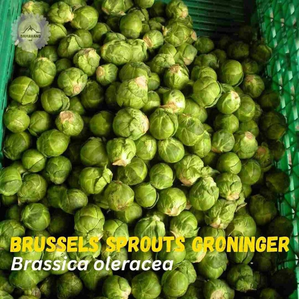 Brussels Sprouts Groninger Seeds