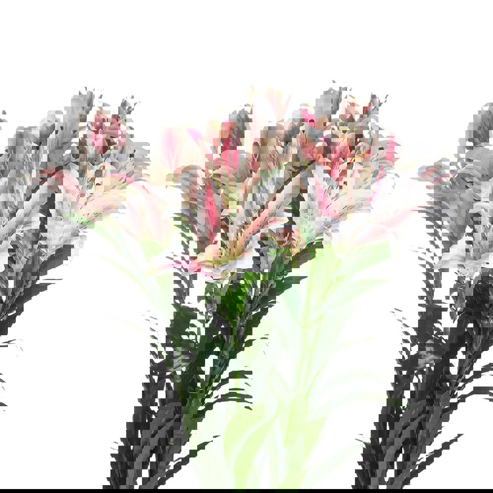 Hill Interiors Stargazer Lily - White/Pink