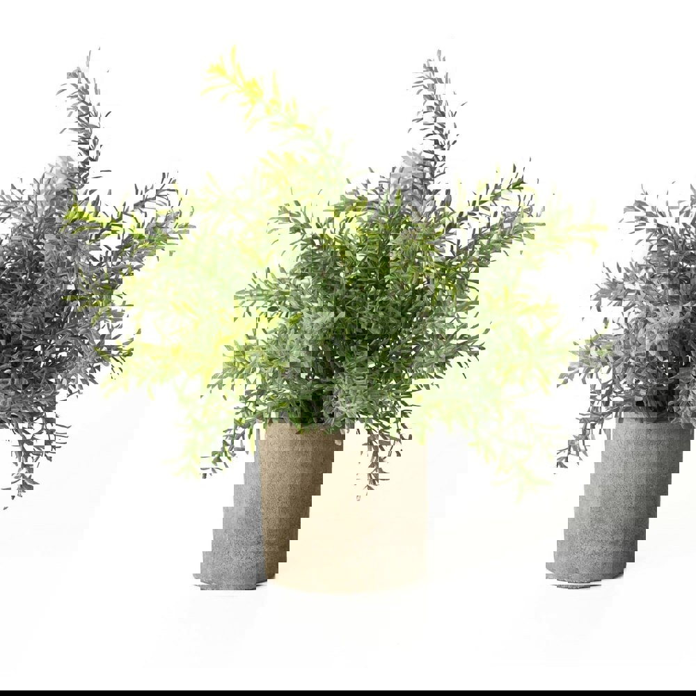 Hill Interiors Rosemary Stone Effect Artificial Plant - Green
