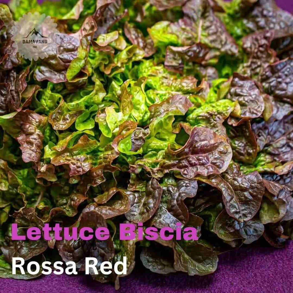 Lettuce Biscia rossa red