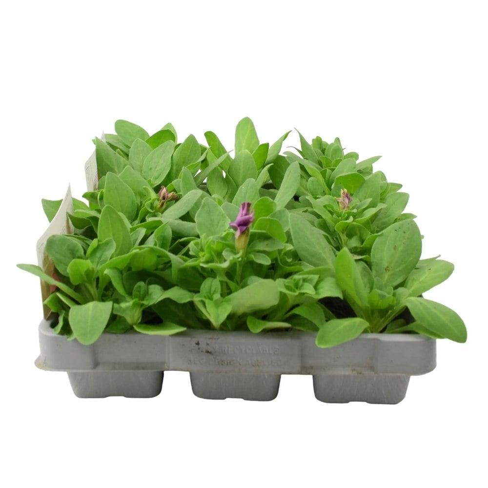 Petunia Pink 6 Pack x 2 (12 Plants) plants by post