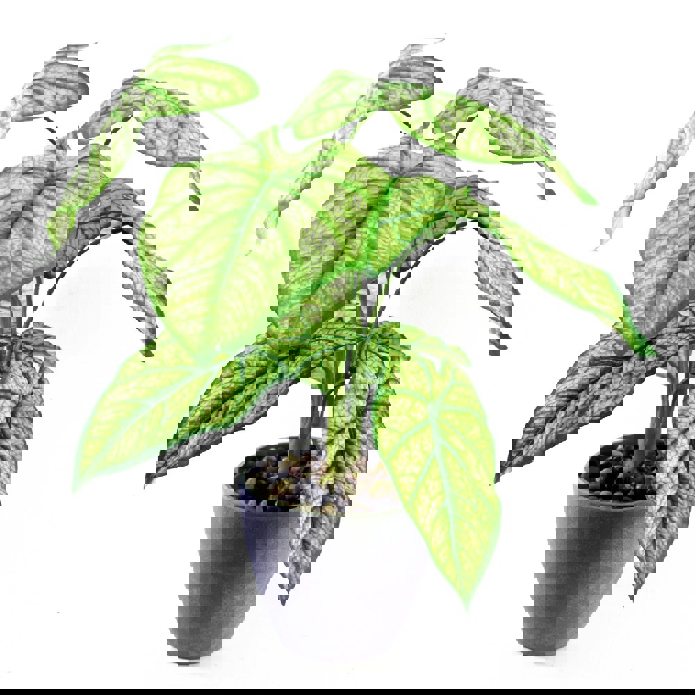 Leaf 40cm Artificial Taro in Decorative Planter