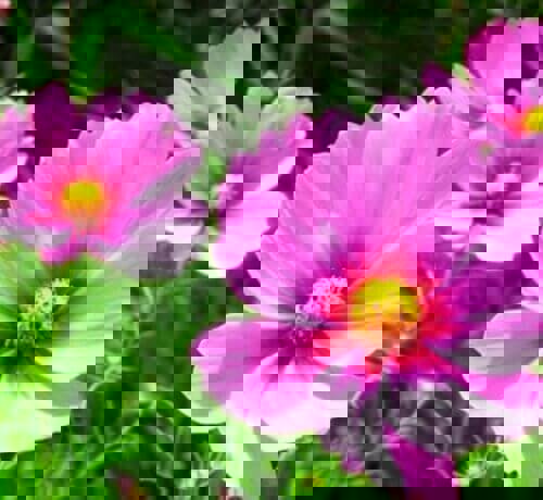 Rainbow Cosmos Seeds Collection