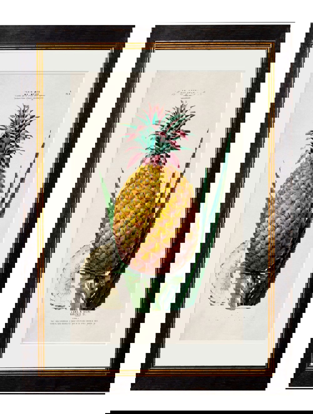 c.1843 Pineapple Plant - The Weird & Wonderful