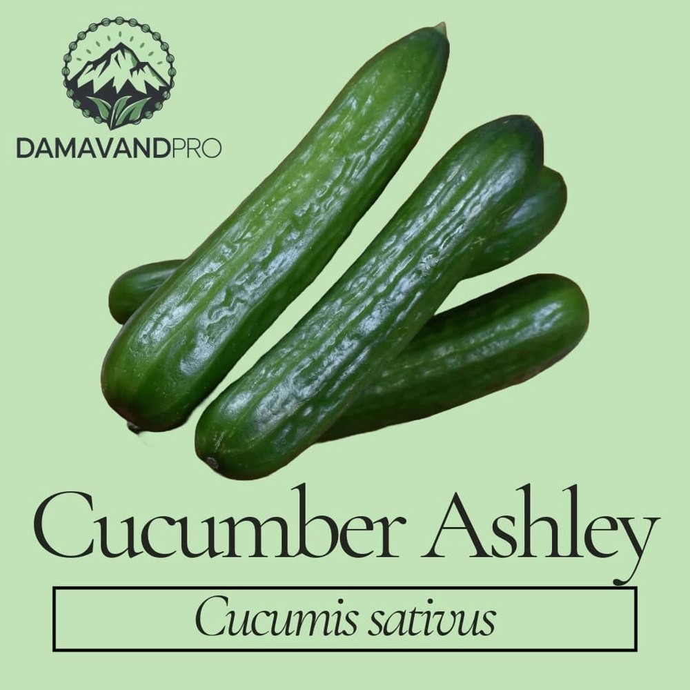 Cucumber Ashley Seeds