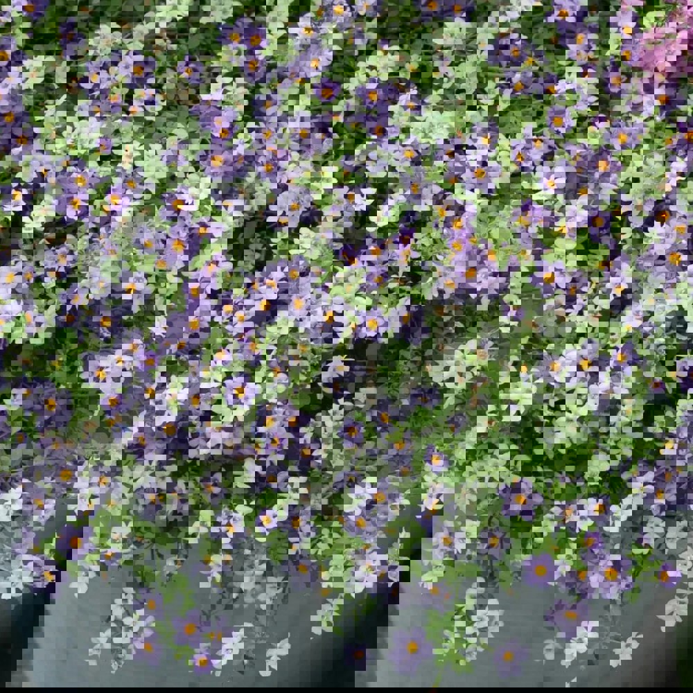 Bacopa Pink 9cm In Recyclable Pots x 3 Plants
