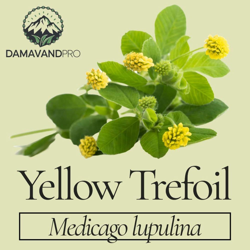 Medicago Lupulina Seeds Black Medick