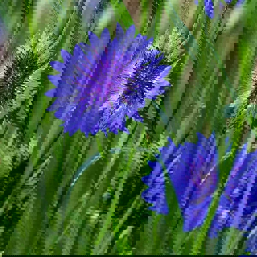 blue diadem seeds