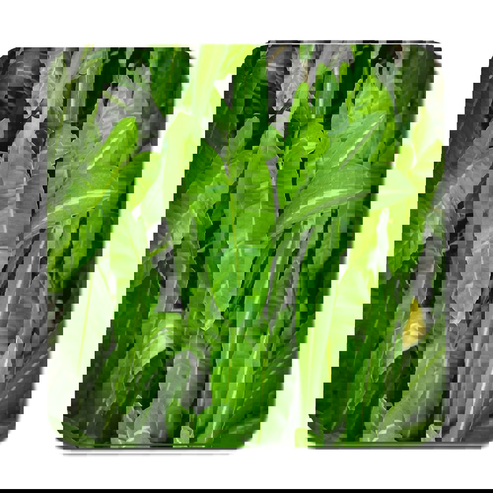 Benjamin Tate Design Abstract background of dark green leaves (Coaster)