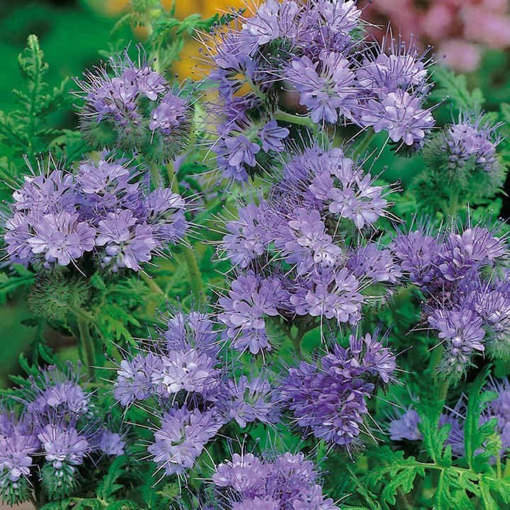 purple tansy PHACELIA tansy purple PHACELIA TANACETIFOLIA purple tansy seeds phacelia tanacetifolia seeds