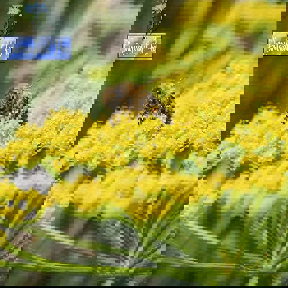 Dill Seeds Anethum Graveolens Hercules Herb