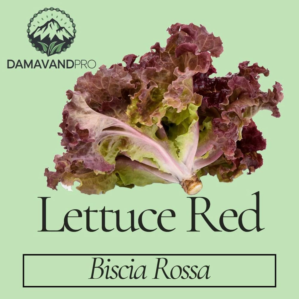 Lettuce Biscia Rossa Red Seeds