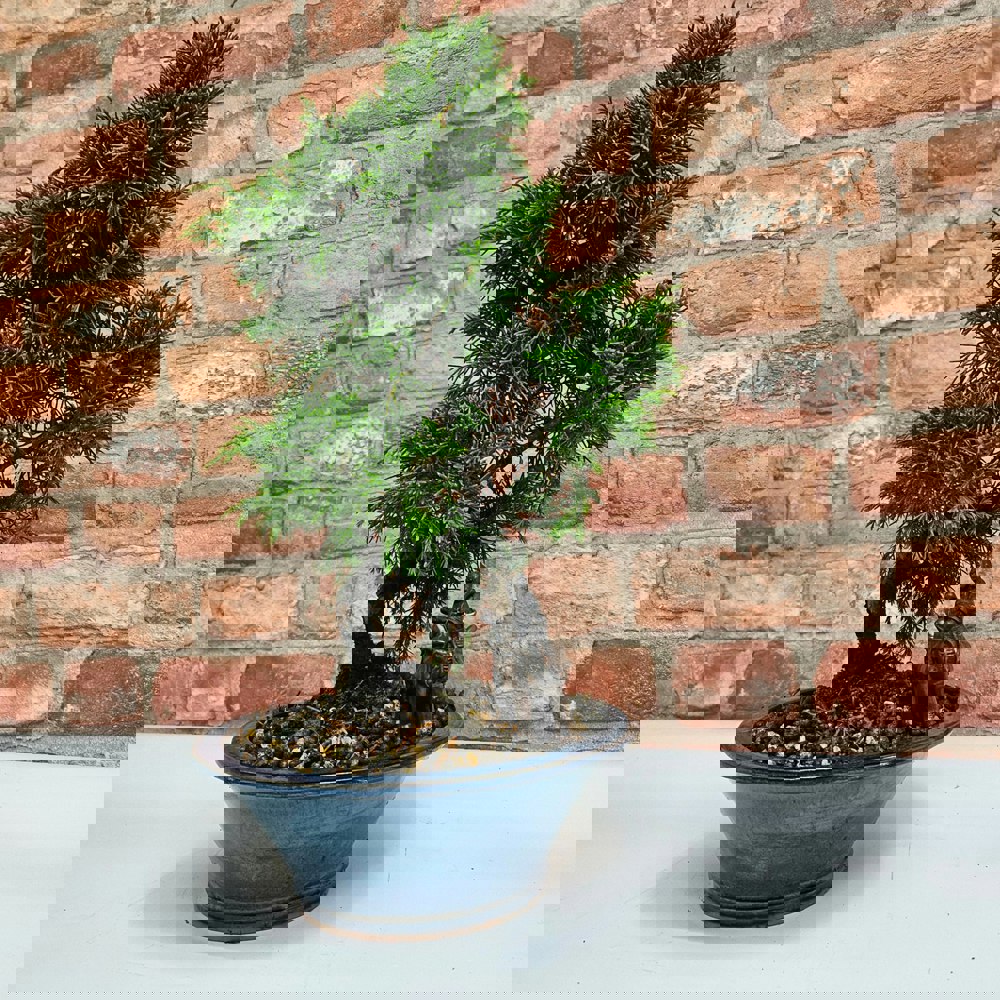 Yorkshire Bonsai Chinese Juniper (Juniperus Chinensis) Bonsai Tree - In 21cm Pot